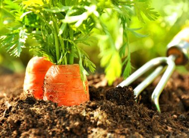 Potager